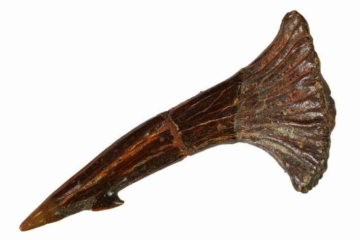 Fossil Sawfish (Onchopristis) Rostral Barb - Morocco #145682